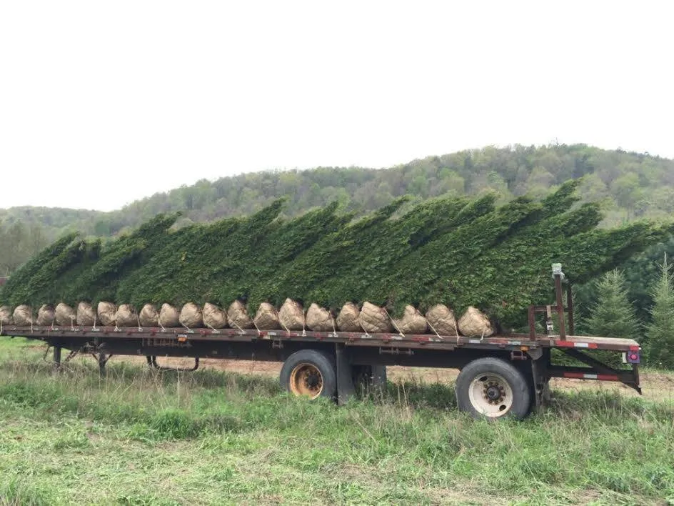 Custom residential landscaping experts serving Catawissa, PA - Andes Nursery