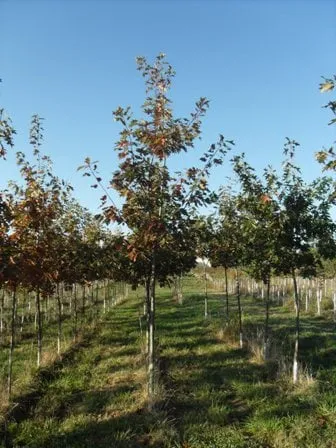 Professional garden landscaping in Catawissa, PA by Andes Nursery