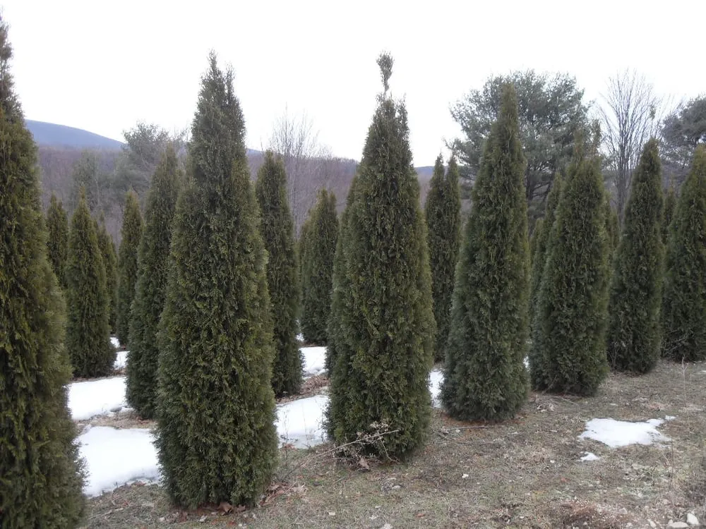 Reliable landscaping services experts serving Catawissa, PA - Andes Nursery