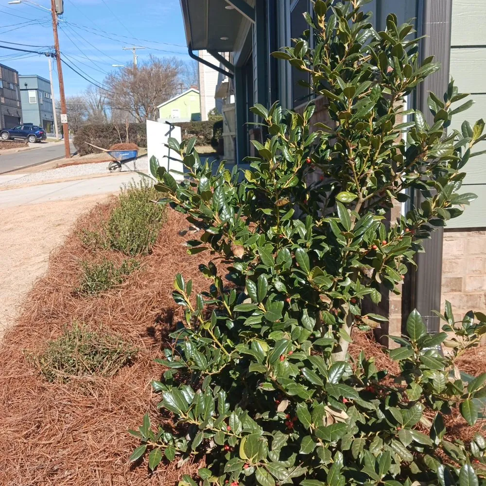 Top-rated landscaping services for beautiful yards in York, SC by Andrade Green Landscaping