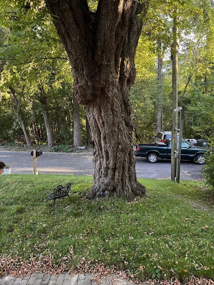 Professional yard cleanup service near you across Lynn, MA - Andrade Tree Service