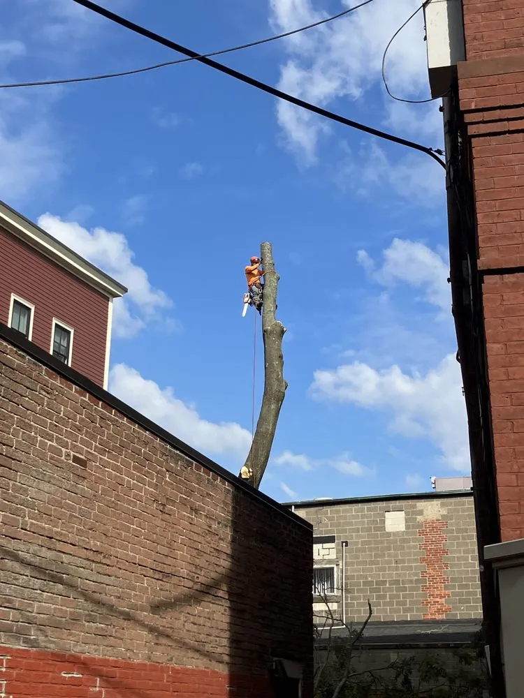 Affordable yard cleanup service in Lynn, MA - Andrade Tree Service