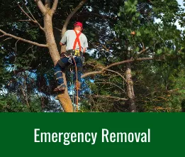 Custom yard cleanup service experts serving Lynn, MA - Andrade Tree Service