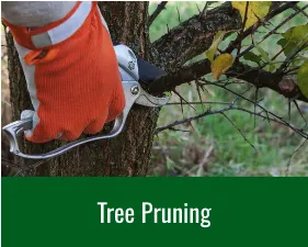 Affordable yard cleanup service for homes across Lynn, MA - Andrade Tree Service