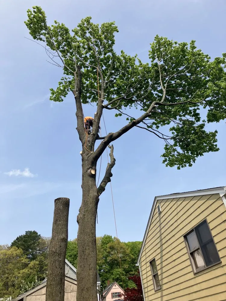 Local landscaping services for year-round maintenance across Lynn, MA - Andrade Tree Service