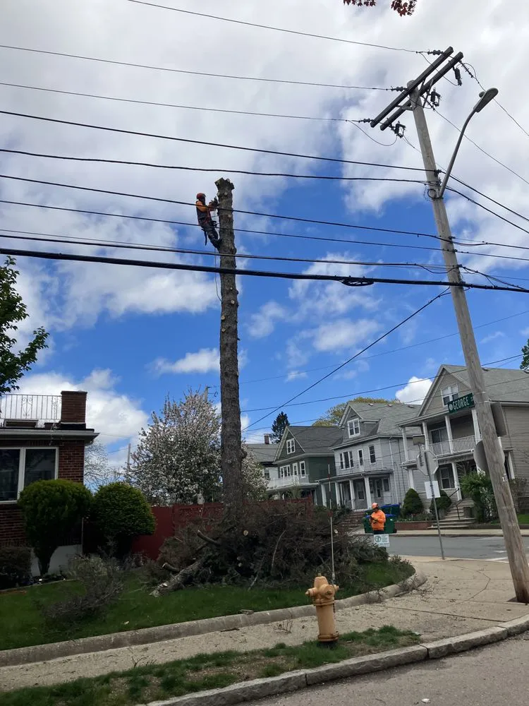 Reliable yard maintenance with custom design in Lynn, MA by Andrade Tree Service