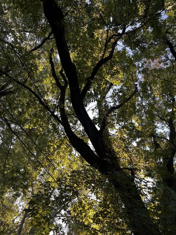 Reliable landscape installation in Lynn, MA by Andrade Tree Service