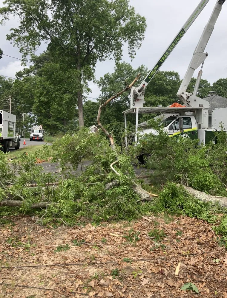 Affordable lawn care service experts serving Lynn, MA - Andrade Tree Service