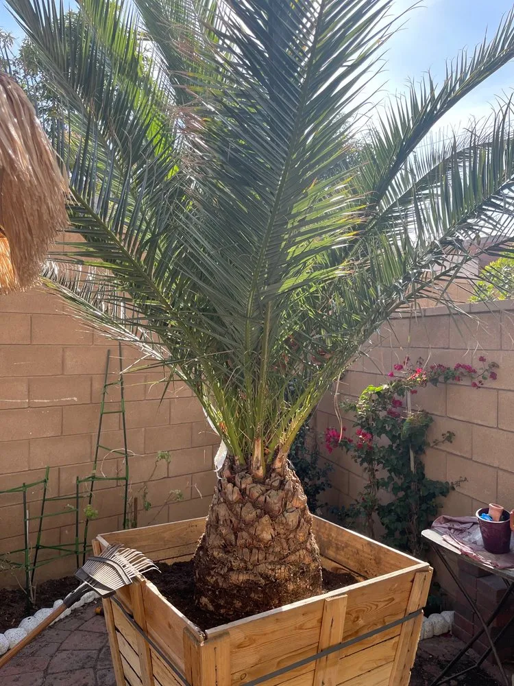 Top-rated outdoor landscaping in Ontario, CA by Andrade’s Landscaping and Tree Service