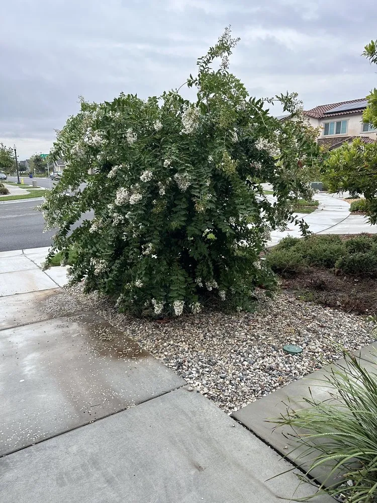 Reliable lawn mowing service experts serving Ontario, CA - Andrade’s Landscaping and Tree Service