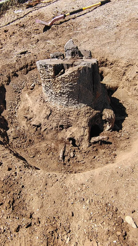 Local yard cleanup service for year-round maintenance across Tucson, AZ - Andre Landking