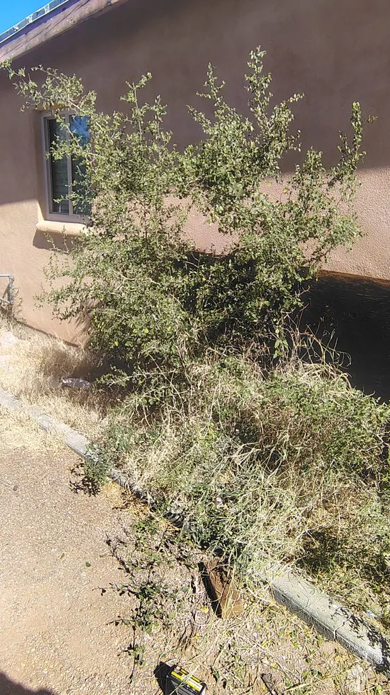 Reliable outdoor landscaping experts serving Tucson, AZ - Andre Landking