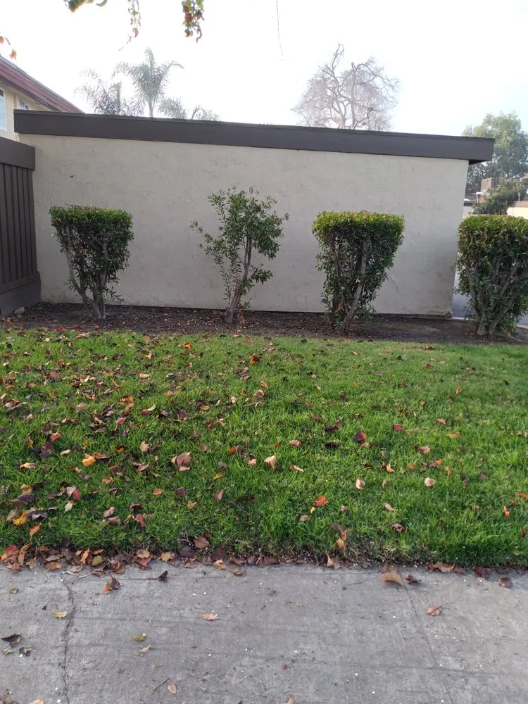 Affordable lawn care service for homes across San Marcos, CA - Andre Landscape Service