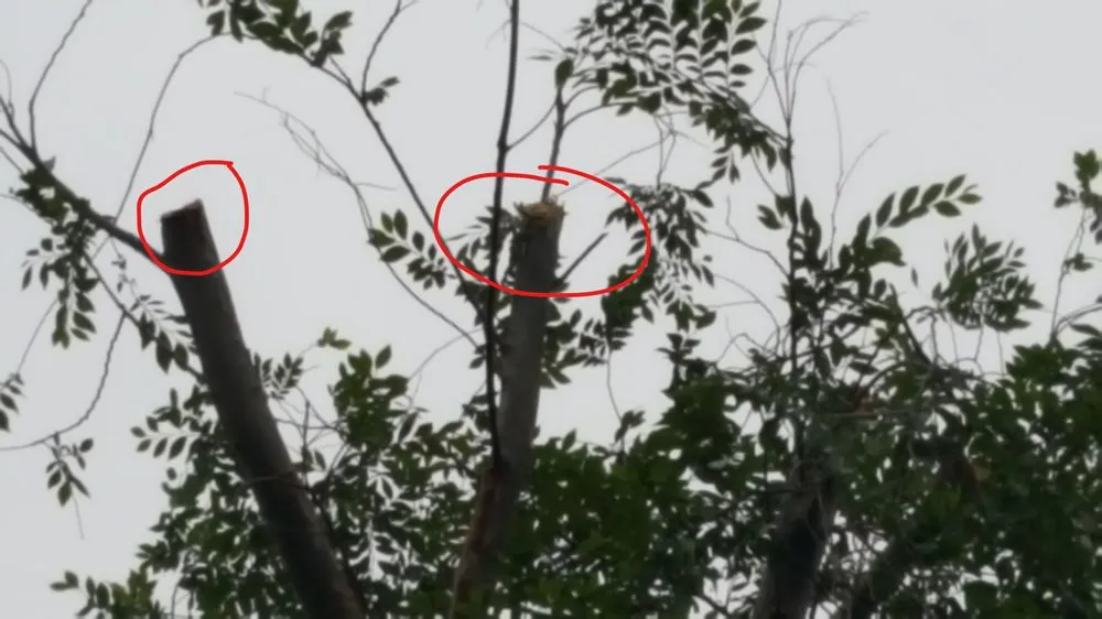 Affordable lawn mowing service for residential properties in San Marcos, CA by Andre Landscape Service