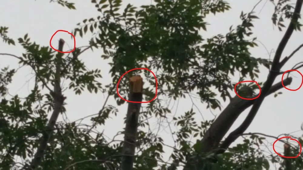 Top-rated lawn care service experts serving San Marcos, CA - Andre Landscape Service