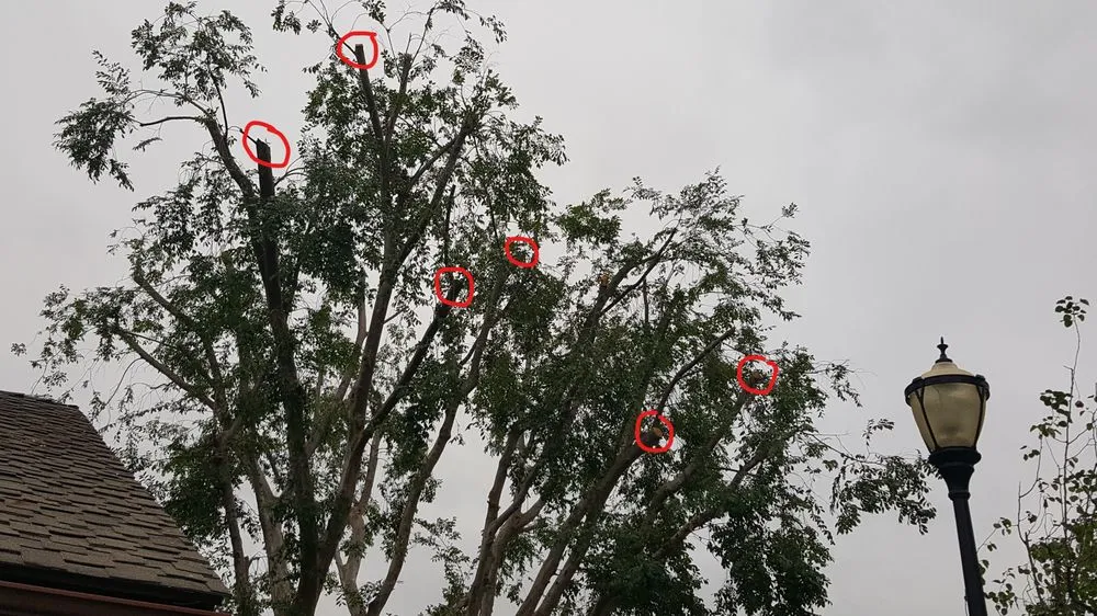 Expert yard cleanup service for beautiful yards in San Marcos, CA by Andre Landscape Service