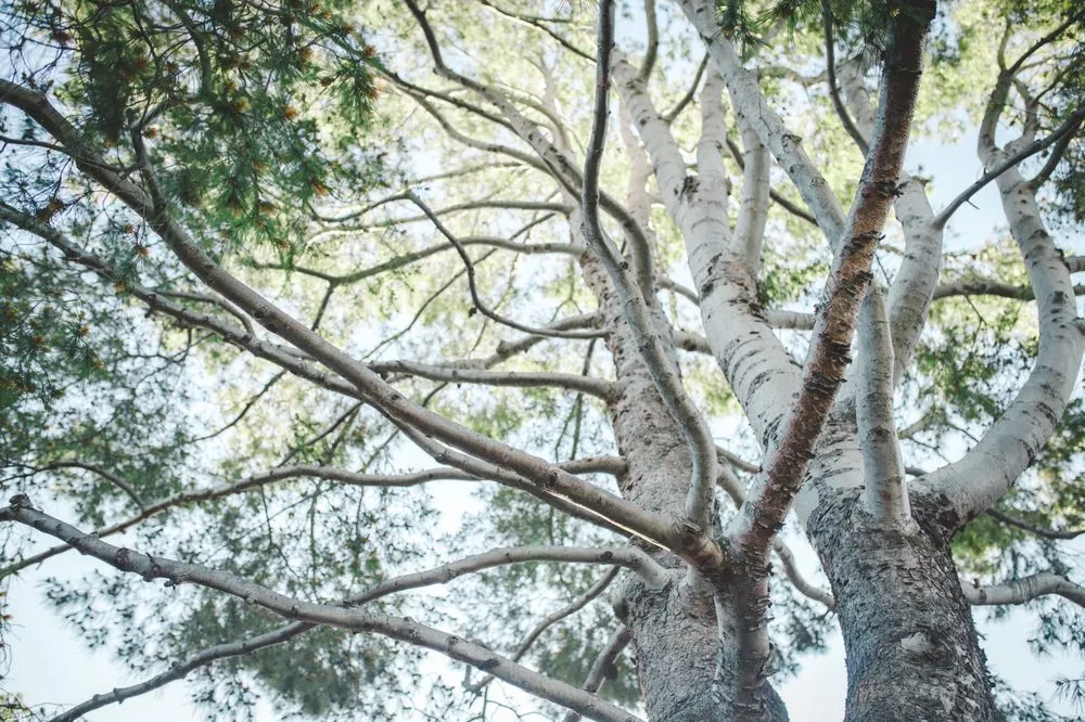 Custom yard cleanup service in San Marcos, CA by Andre Landscape Service