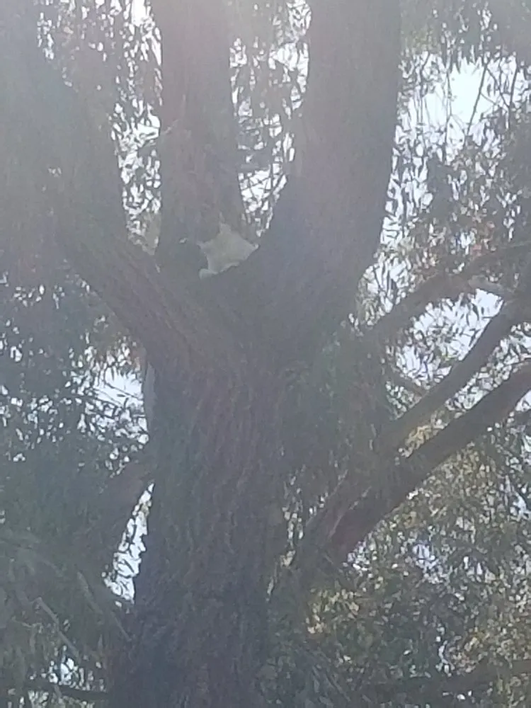 Local lawn mowing service experts serving San Marcos, CA - Andre Landscape Service