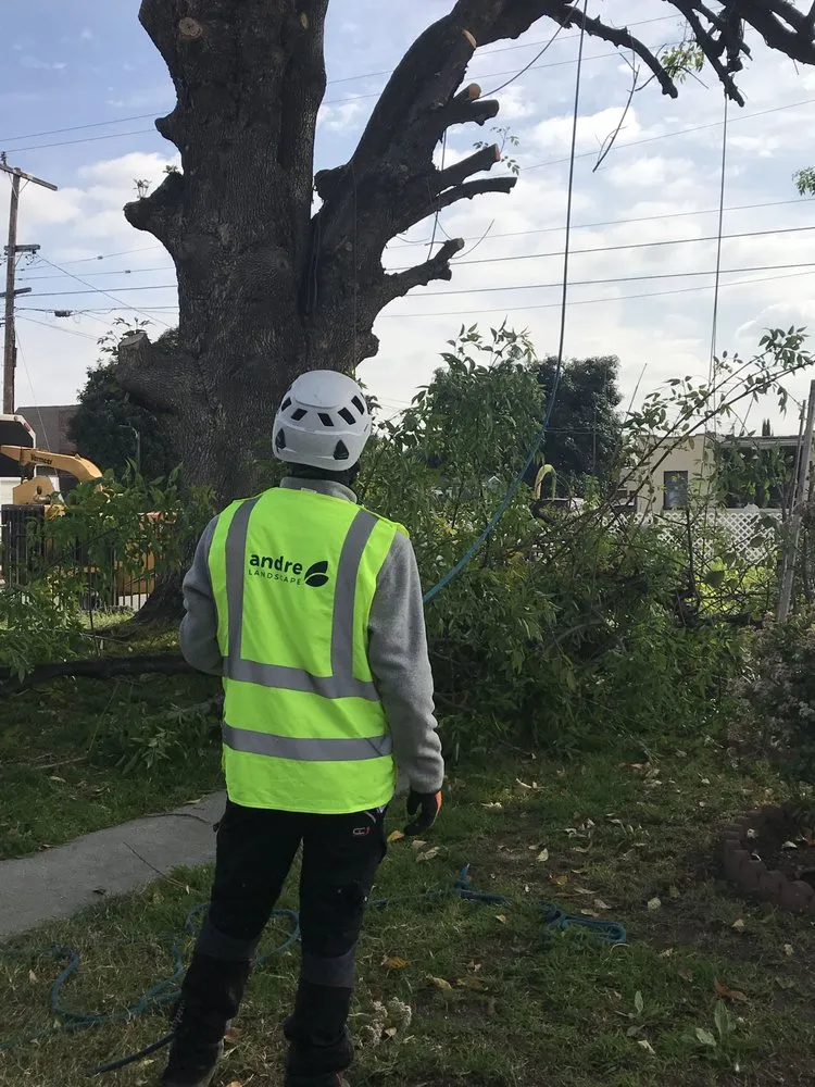 Trusted yard cleanup service in San Marcos, CA by Andre Landscape Service