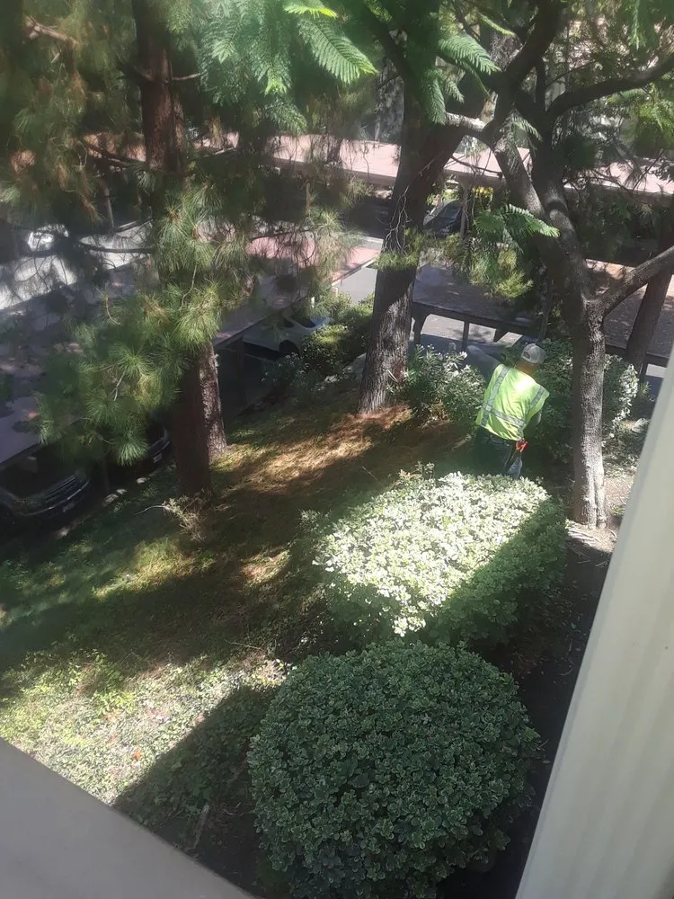 Top-rated lawn care service experts serving San Marcos, CA - Andre Landscape Service