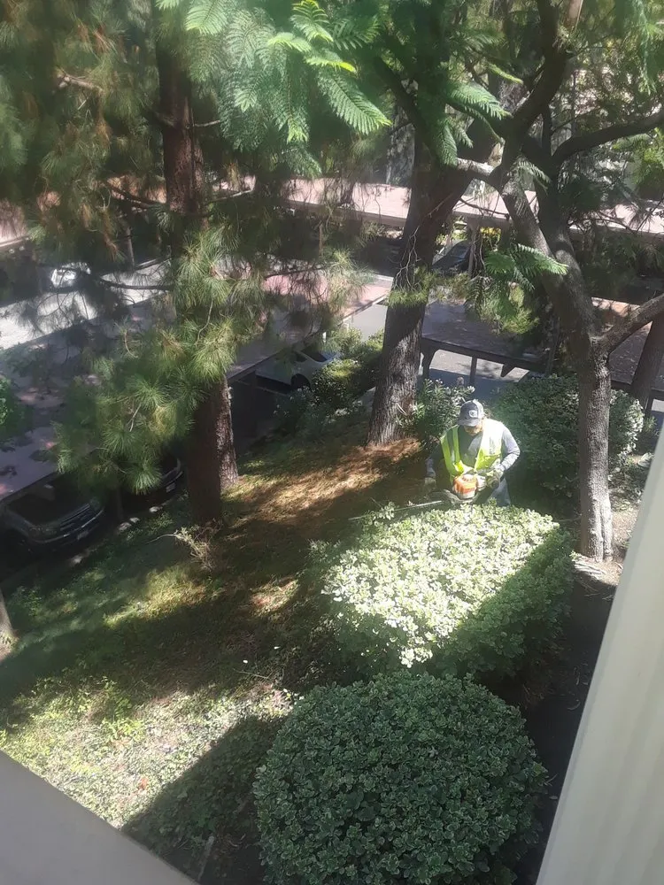 Trusted yard cleanup service in San Marcos, CA - Andre Landscape Service