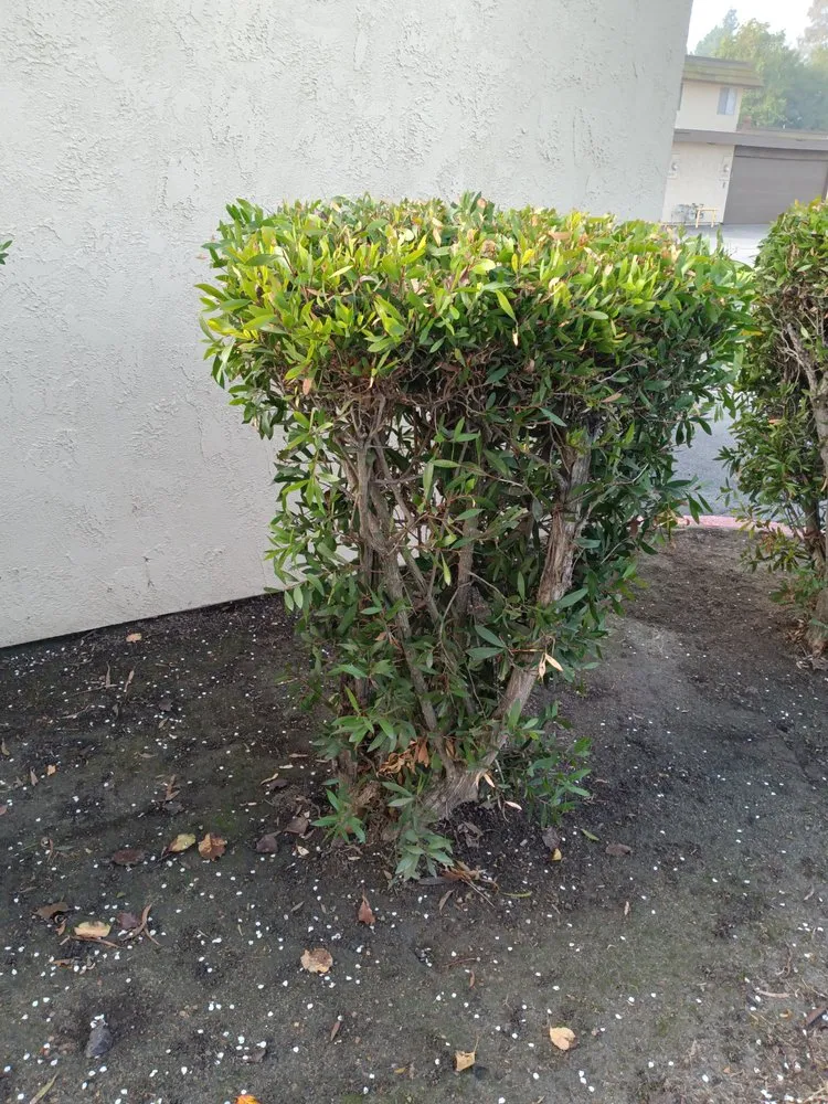 Affordable landscape installation in San Marcos, CA by Andre Landscape Service