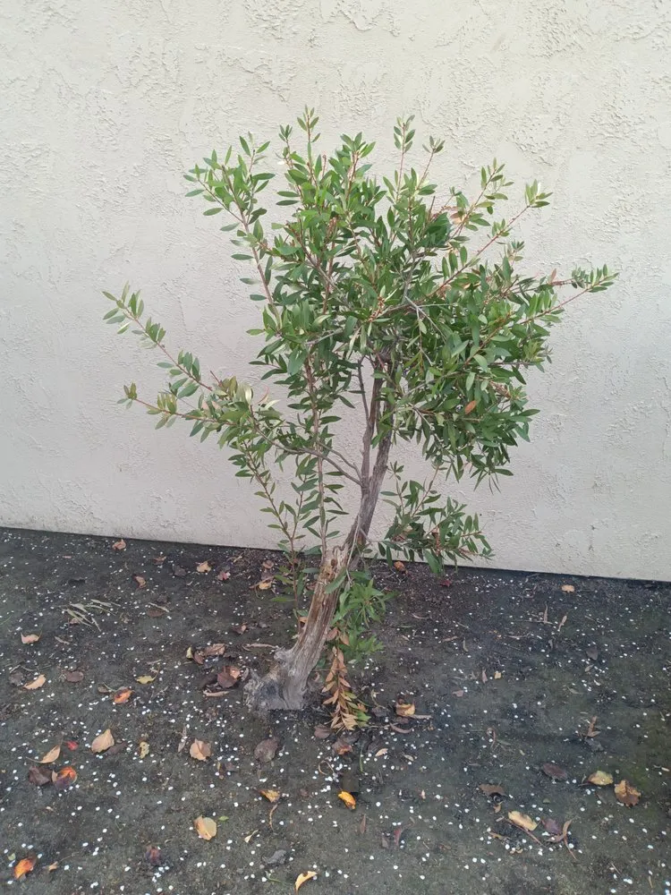 Expert lawn mowing service for homes across San Marcos, CA - Andre Landscape Service