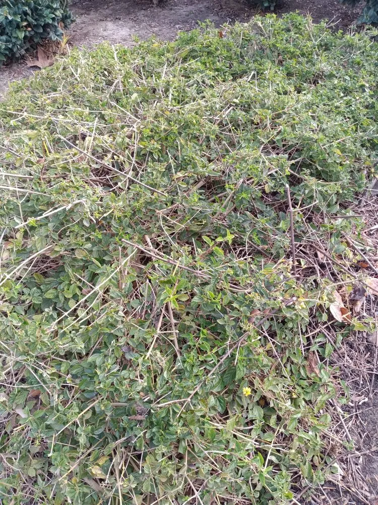 Expert lawn mowing service in San Marcos, CA - Andre Landscape Service