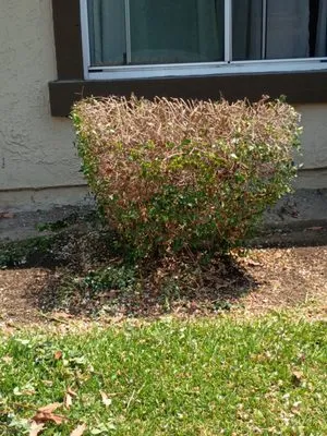 Andre Landscape Service Logo