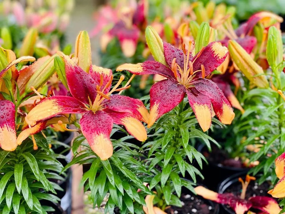 Reliable garden landscaping in Indianapolis, IN by Andrea's Garden Center