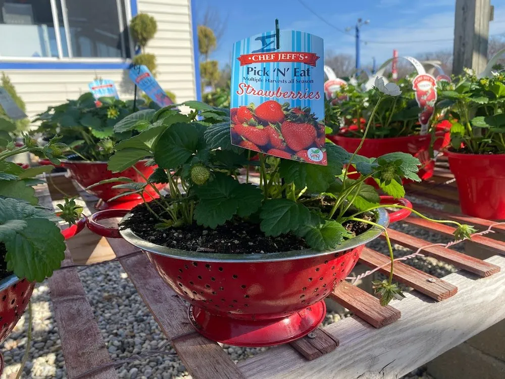 Professional landscaping services for residential properties in Indianapolis, IN by Andrea's Garden Center