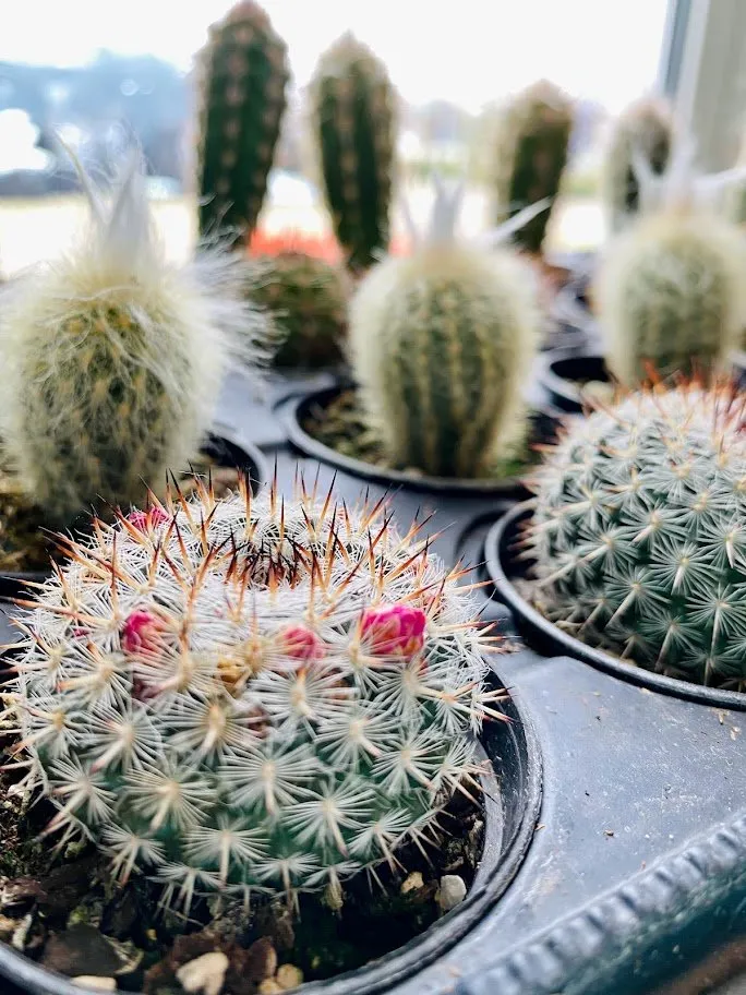 Reliable outdoor landscaping with custom design in Indianapolis, IN by Andrea's Garden Center