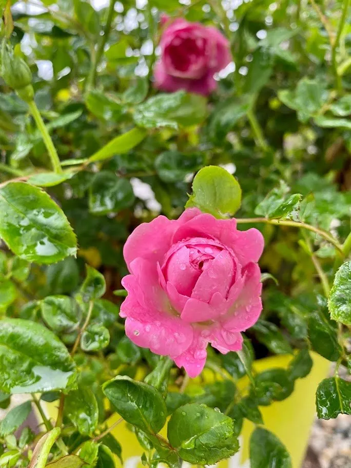 Custom landscape installation for year-round maintenance in Indianapolis, IN by Andrea's Garden Center