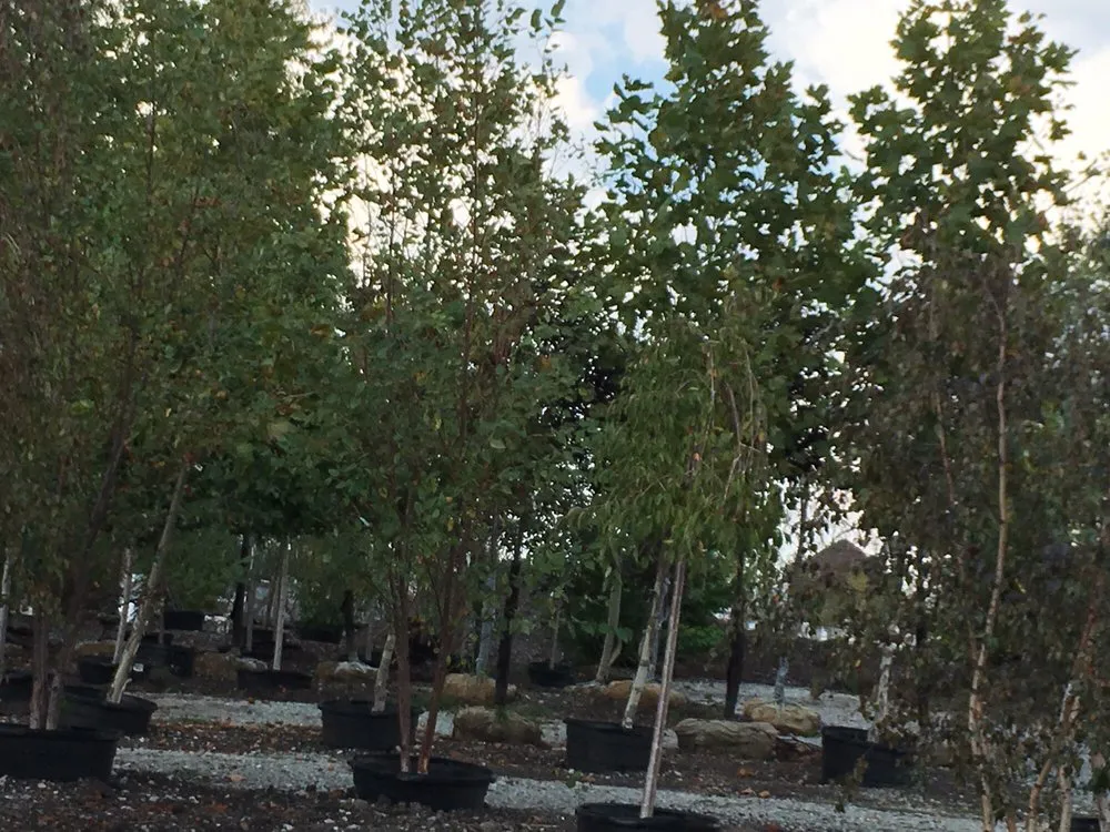 Top-rated residential landscaping in Indianapolis, IN by Andrea's Garden Center