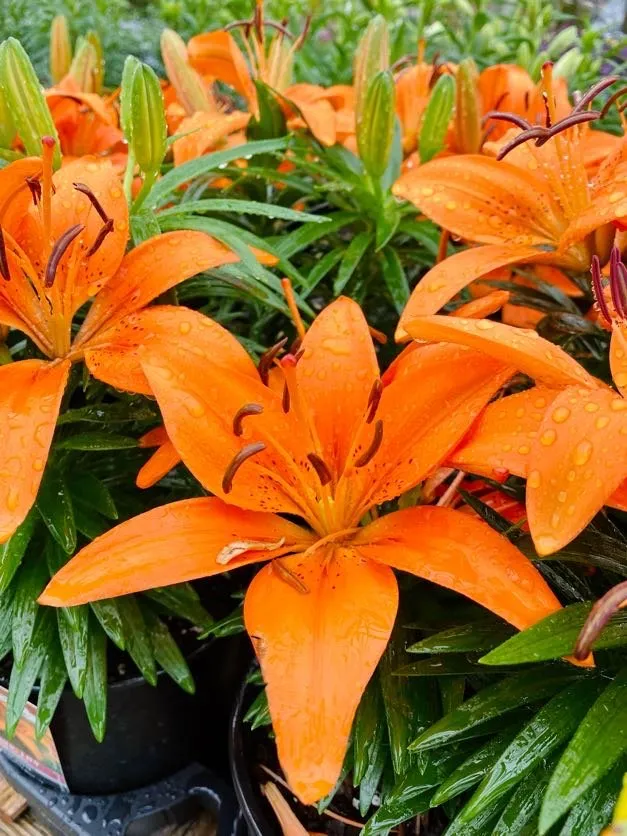 Local yard maintenance near you across Indianapolis, IN - Andrea's Garden Center