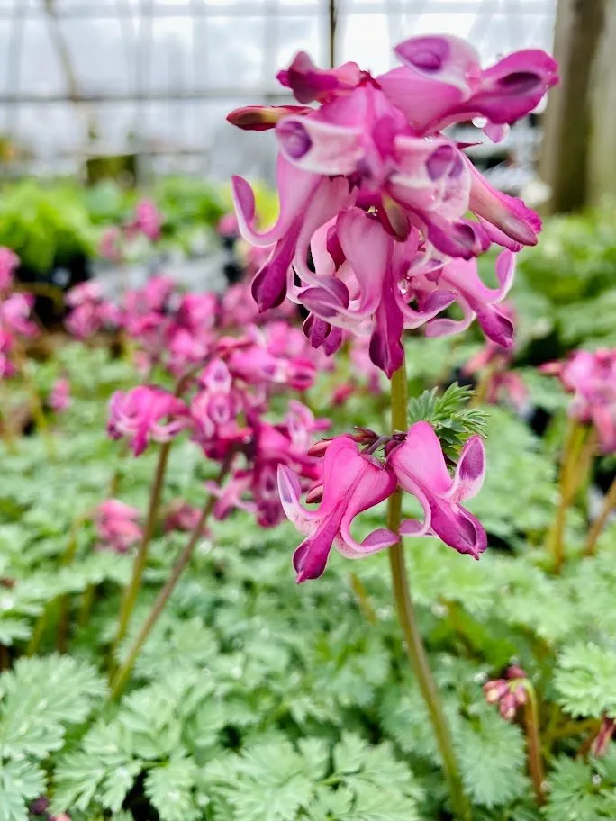 Professional outdoor landscaping in Indianapolis, IN by Andrea's Garden Center