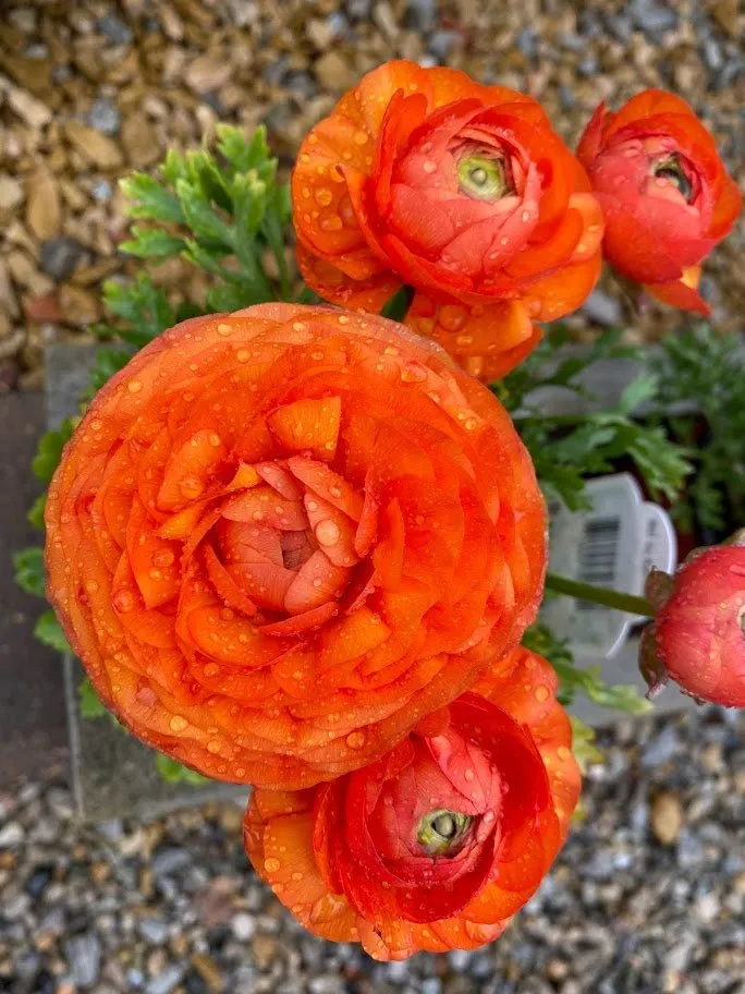 Top-rated residential landscaping with custom design in Indianapolis, IN by Andrea's Garden Center