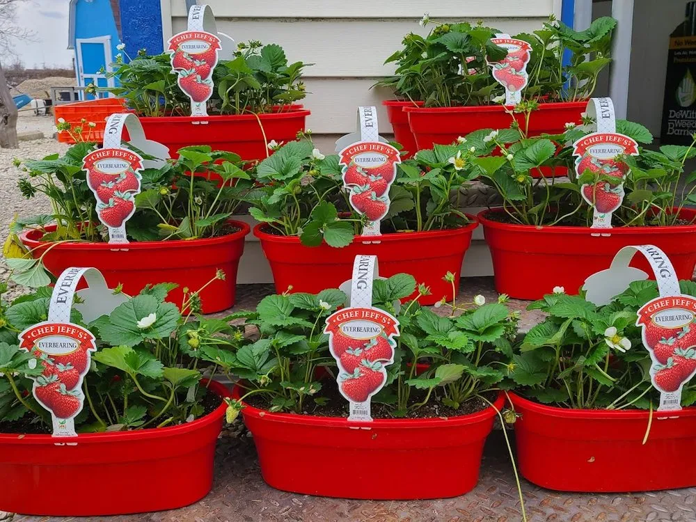 Expert residential landscaping in Indianapolis, IN by Andrea's Garden Center