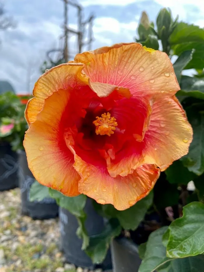 Reliable garden landscaping in Indianapolis, IN by Andrea's Garden Center