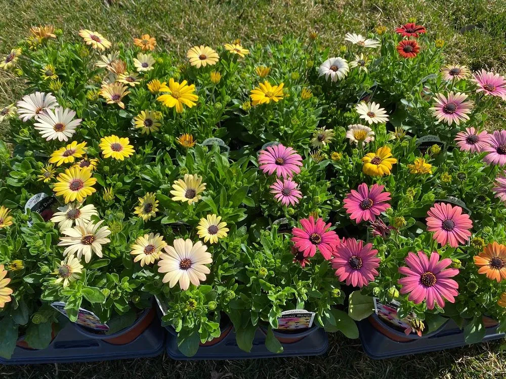 Trusted landscaping services for homes in Indianapolis, IN by Andrea's Garden Center