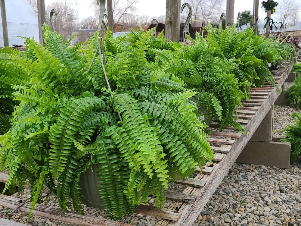 Professional lawn mowing service experts serving Indianapolis, IN - Andrea's Garden Center