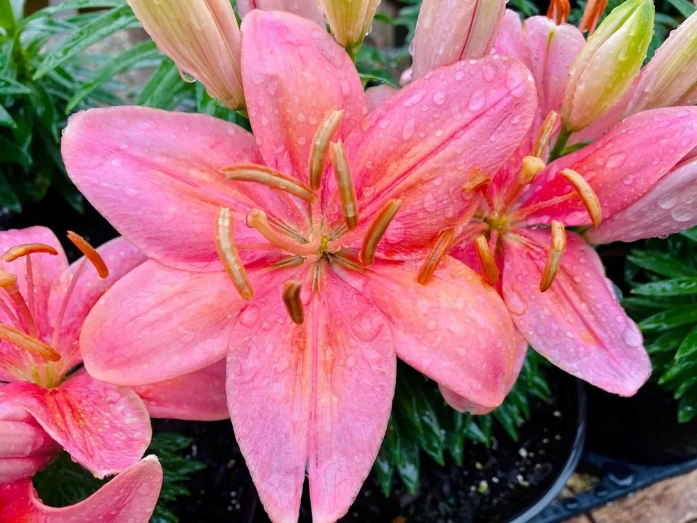 Top-rated lawn mowing service with custom design in Indianapolis, IN by Andrea's Garden Center