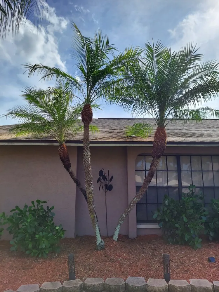 Local landscaping services for residential properties in Cape Coral, FL by Andrea's Trimming & Clean Up