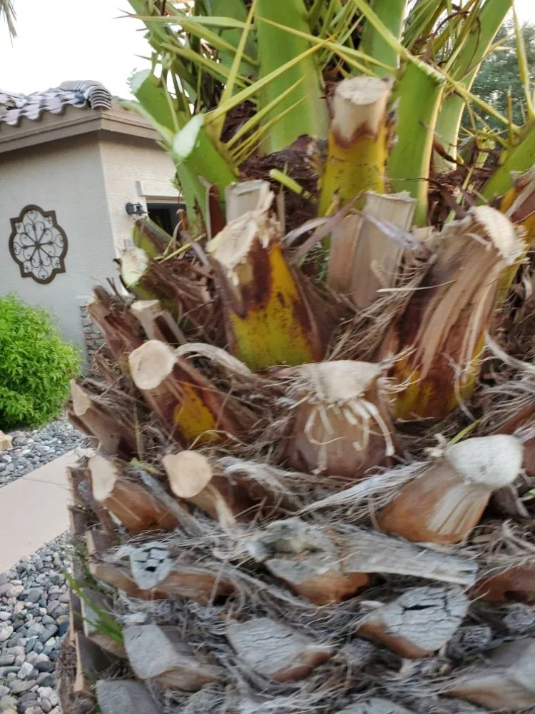 Expert landscaping services experts serving Casa Grande, AZ - Andres & Ronita's Empire