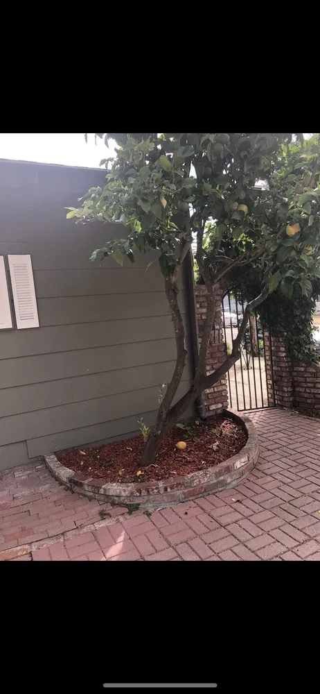 Expert landscaping services for residential properties in Santa Cruz, CA by Andres Landscape