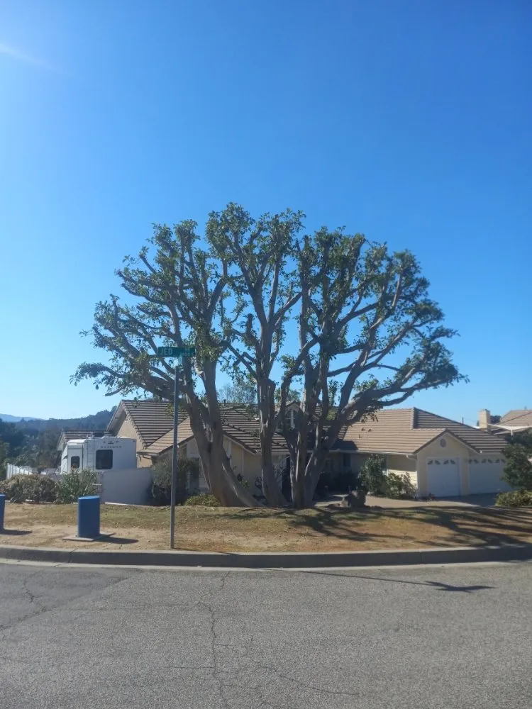 Reliable residential landscaping in Escondido, CA by Andres Landscaping