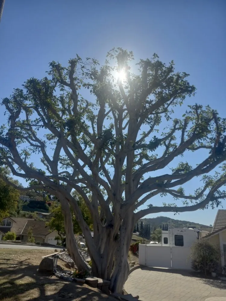 Top-rated landscape design experts serving Escondido, CA - Andres Landscaping