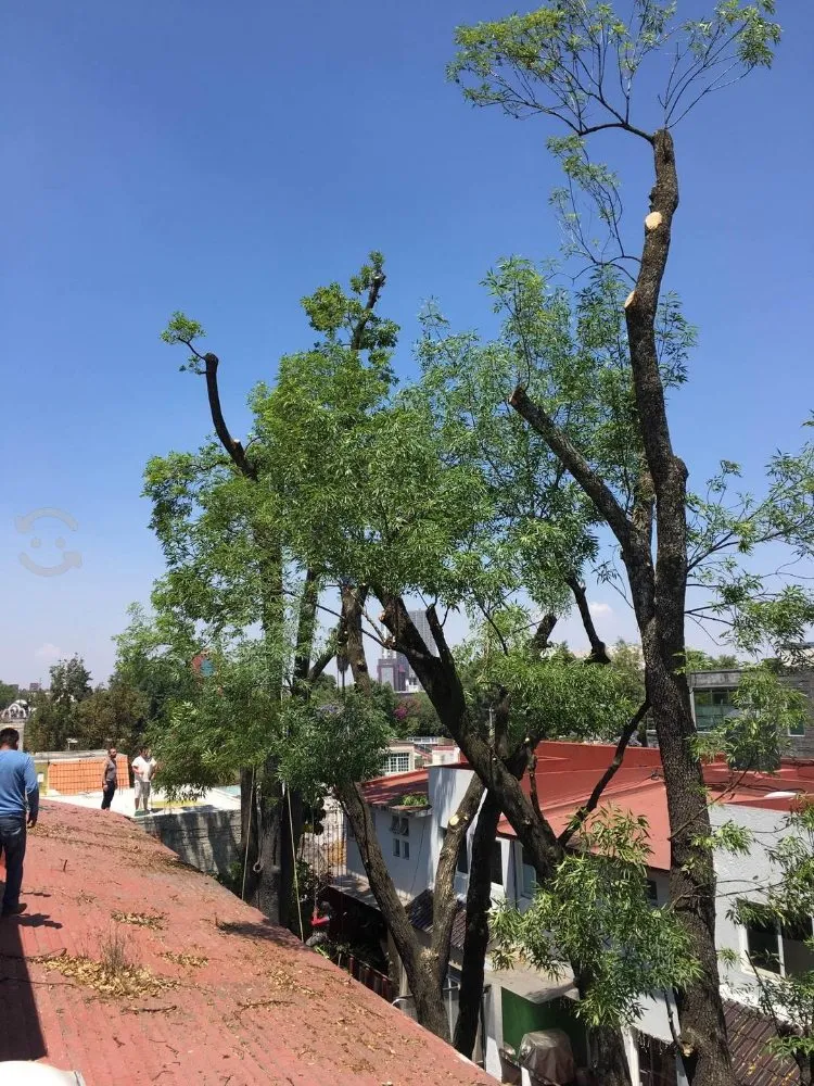 Trusted lawn care service in Escondido, CA by Andres Landscaping