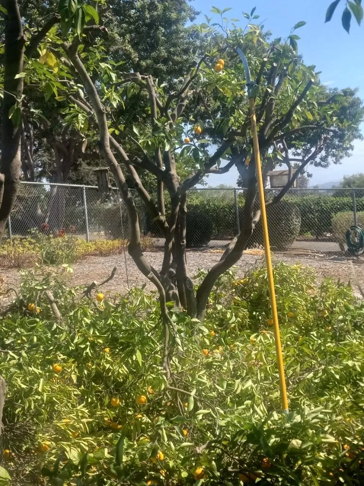 Custom landscape design for residential properties across Escondido, CA - Andres Landscaping