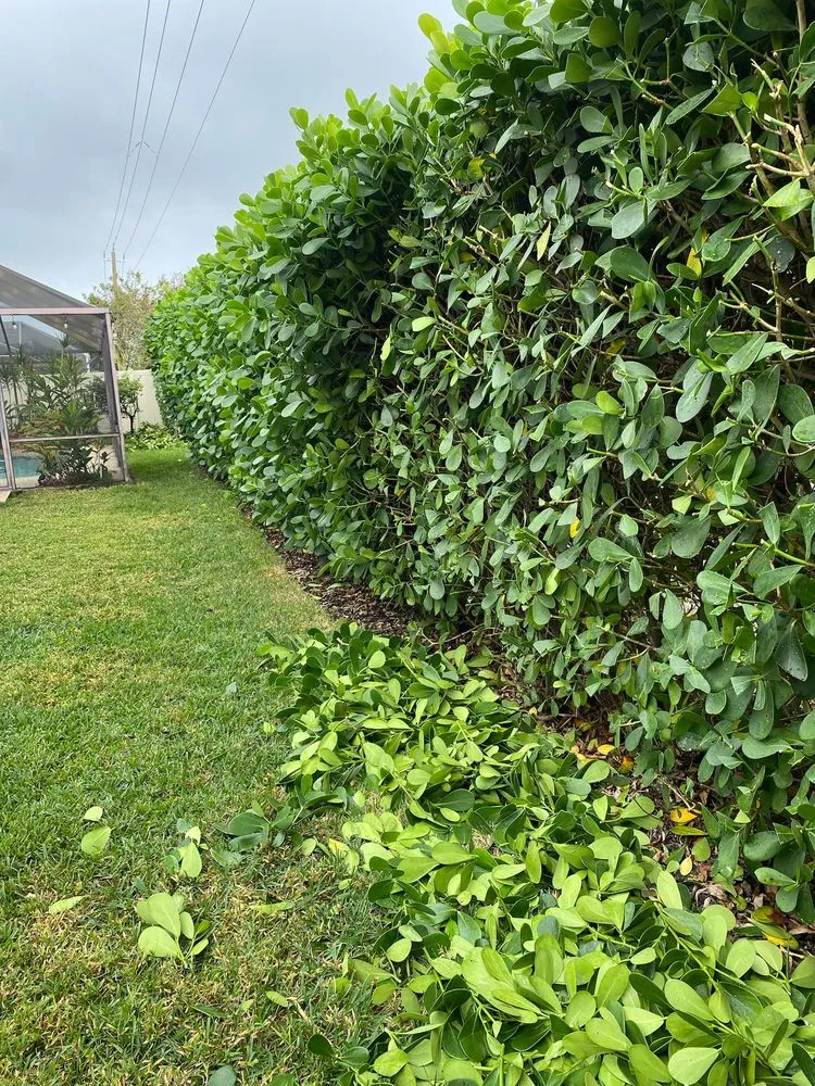 Professional residential landscaping in Lantana, FL by Andres Lawn care